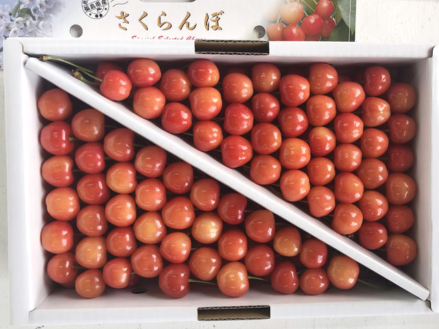 売店ではご自宅用・贈答用のお土産さくらんぼを販売しております!朝採り新鮮なさくらんぼです!_やまこう紺野果樹園