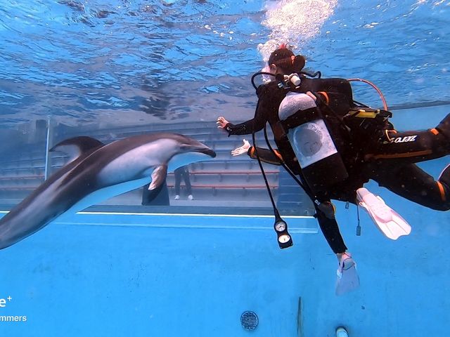 【ドルフィンダイビング】水族館内のプールでイルカと泳げる体験ダイビングプランも販売中!_ハンマーズアカデミー