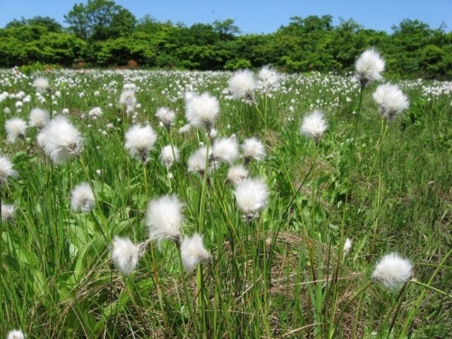 桑ノ木台湿原