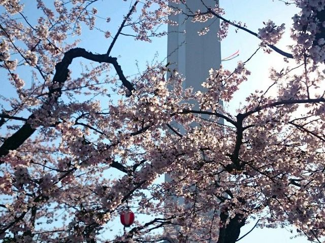 函館 五稜郭タワー_関口タクシー