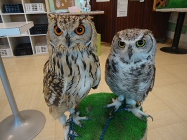 しあわせをよぶ ふくろうの城 原宿店