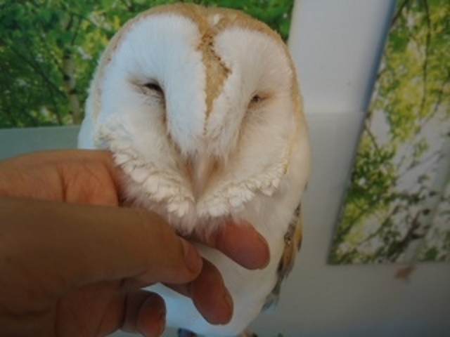 しあわせをよぶ ふくろうの城 原宿店