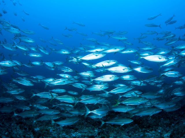回遊魚の群れにも出会えます!_ダイビング シュノーケリング カシマカンコー