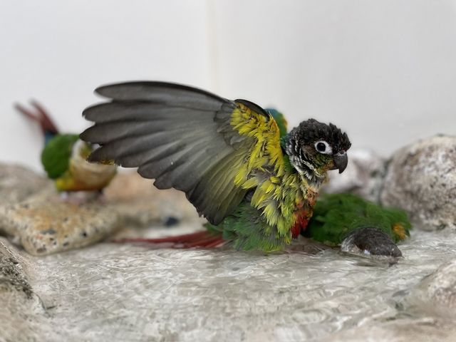 鳥さんの日常をたっぷり楽しめます☆_鳥のいるカフェ千駄木店