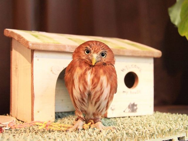 可愛いフクロウちゃんもお出迎え♪_鳥のいるカフェ千駄木店