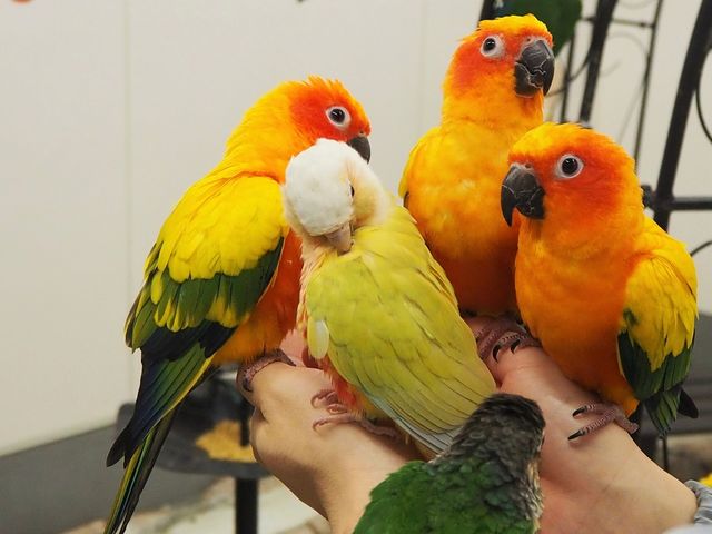 おやつに群がります!_鳥のいるカフェ千駄木店