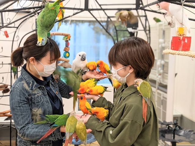 インコまみれが体験できます♪_鳥のいるカフェ千駄木店