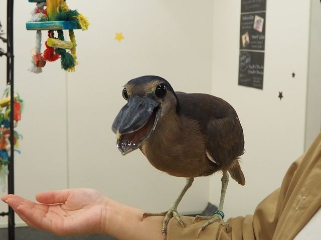 珍しい鳥さんにおやつ体験が出来る♪_鳥のいるカフェ千駄木店