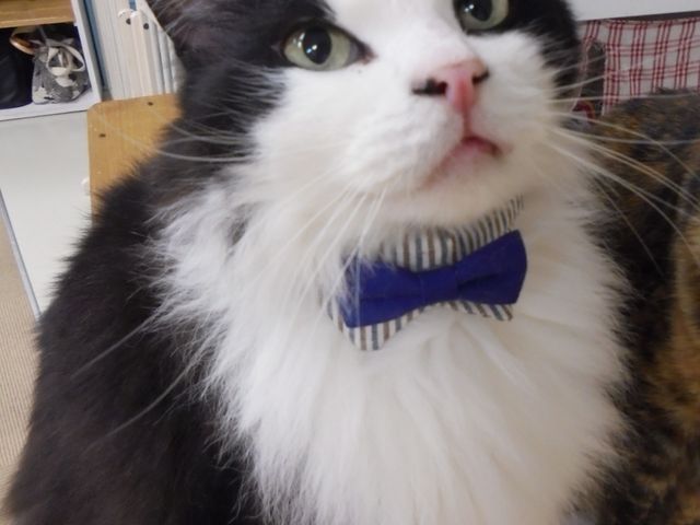 猫カフェ あいきゃっと仙台店