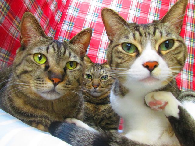 猫カフェ あいきゃっと仙台店