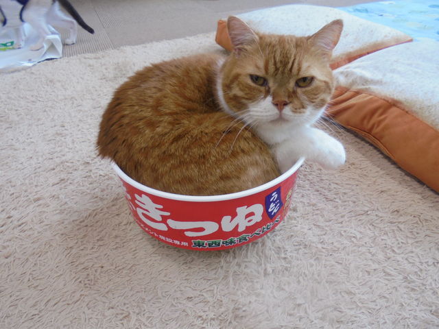 猫カフェ あいきゃっと仙台店