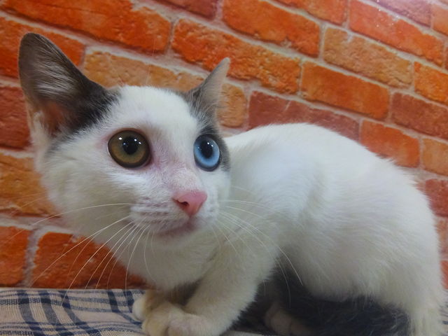 新入り!
オッドアイの子猫みーあちゃん♪
只今里親募集中!_猫カフェ あいきゃっと福島店