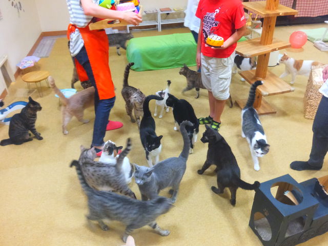 毎日11時&18時は猫大集合のご飯タイム♪
キミも一緒にごはんあげてみる?_猫カフェ あいきゃっと福島店