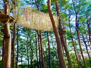 那須の森の空中アスレチック『NOZARU』の写真3