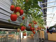 石和いちご館青柳の写真2