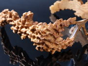 竹めがねの「Roots」の写真2