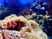 マーヴェラスプレジャーイシガキの写真3