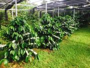 又吉コーヒー園の写真4