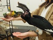 鳥のいるカフェ千駄木店の写真2