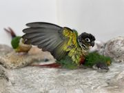 鳥のいるカフェ千駄木店の写真3