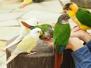 鳥のいるカフェ千駄木店の写真4