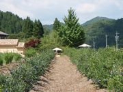 ブルーベリーのこみちの写真2