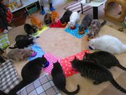 猫カフェ あいきゃっと仙台店の写真2