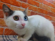 猫カフェ あいきゃっと福島店の写真2