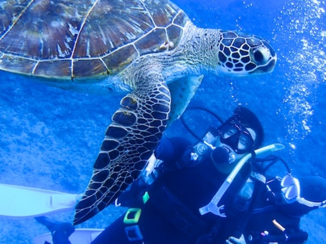 海のアイドル・ウミガメと大接近することも!_オープンゲート宮古島