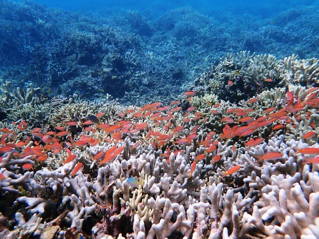 snorkeling tour_株式会社ニライナホリデイズ