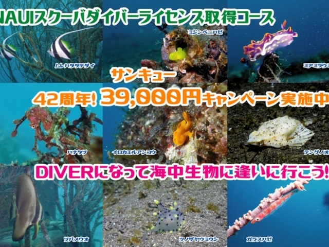 NAUIスクーバダイバー取得コース 今なら39,000円のキャンペーン実施中です! その他費用や各種コース(体験ダイビング・スキルアップ)もございます。_ダイビングスクール SEAROMAN