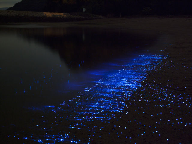 ウミホタル 6月〜10月はよく見られます_粟島海洋記念公園 ル・ポール粟島
