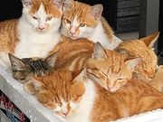 ダイビングインストラクターセンター伊豆の写真4