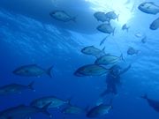 勝浦ダイビングサービスの写真3