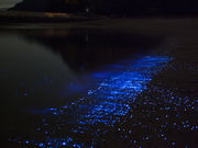 粟島海洋記念公園 ル・ポール粟島の写真2