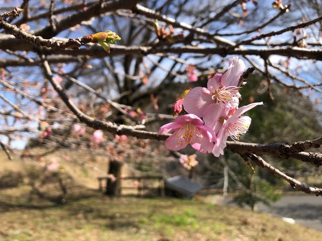 矢板市 川崎城跡公園