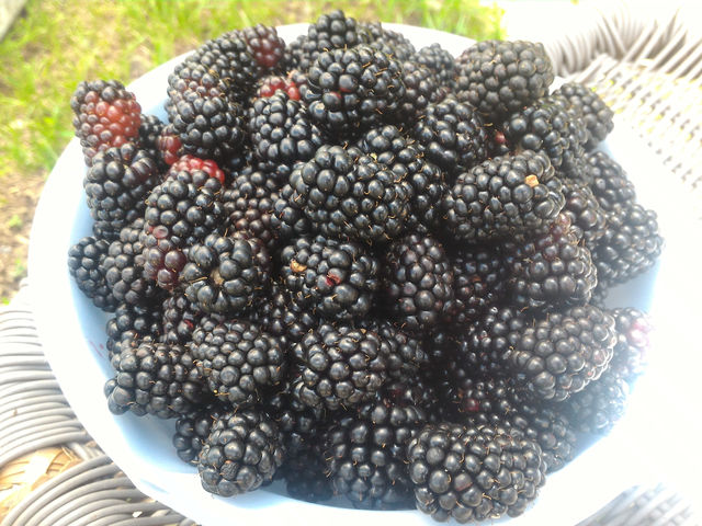 佐藤農園
