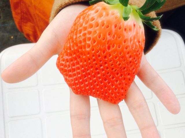 大きないちごが見つかるかも!?_くだもんちたむら