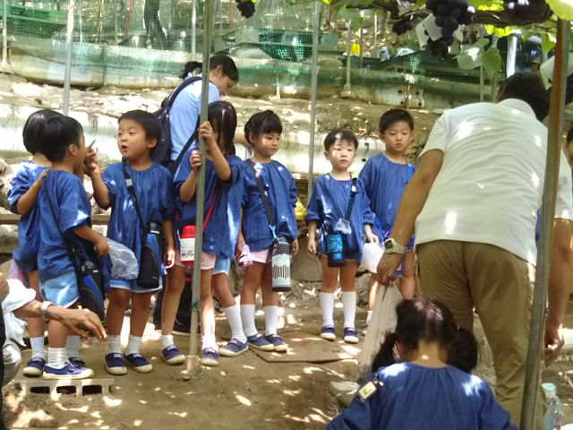 33横勇園(柏原市観光ぶどうセンター横尾支部)