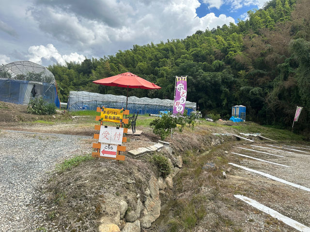 まるつね葡萄農園(柏原市観光ぶどうセンター横尾支部)