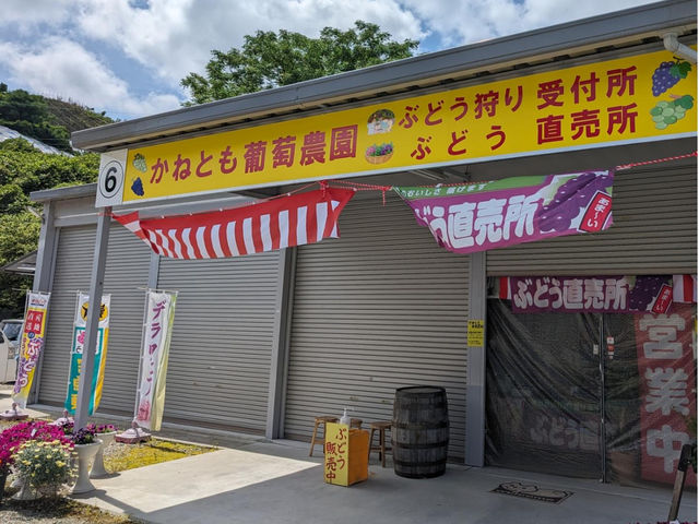 「かねとも葡萄農園 ぶどう直売所」(農園番号6)にて、ぶどう狩りの受付けをさせて頂きます!Google検索→「かねとも葡萄農園 ぶどう直売所」_かねとも葡萄農園(柏原市観光ぶどうセンター横尾支部)