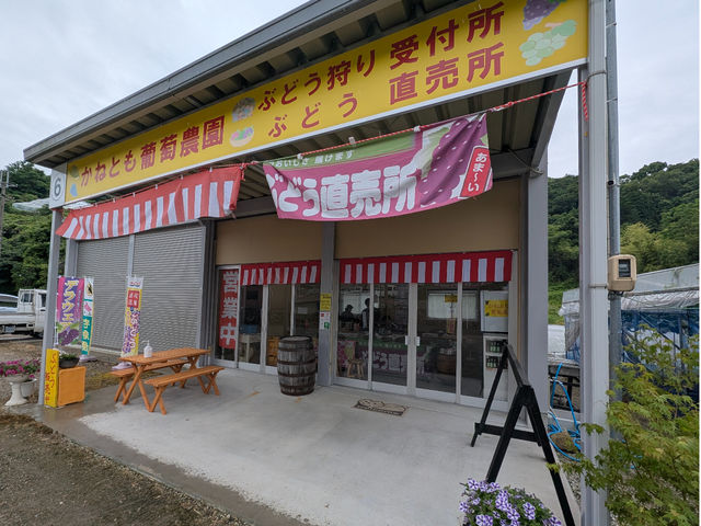 「かねとも葡萄農園 ぶどう直売所」(農園番号6)にて、ぶどう狩りの受付けをさせて頂きます!Google検索→「かねとも葡萄農園 ぶどう直売所」_かねとも葡萄農園(柏原市観光ぶどうセンター横尾支部)