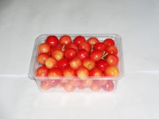菊池さくらんぼ園