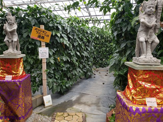 パッションフルーツの迷路_トロピカルフルーツのジャングル探検植物園