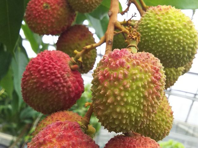 採れたてのライチは激うま!_トロピカルフルーツのジャングル探検植物園