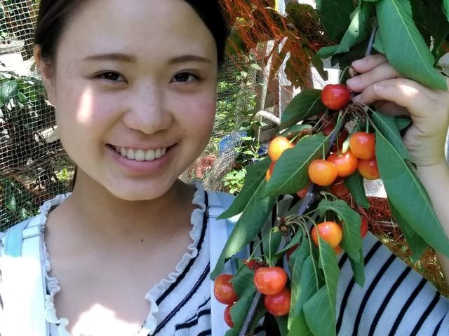 美容と健康にもいいサクランボ_トモチャン園