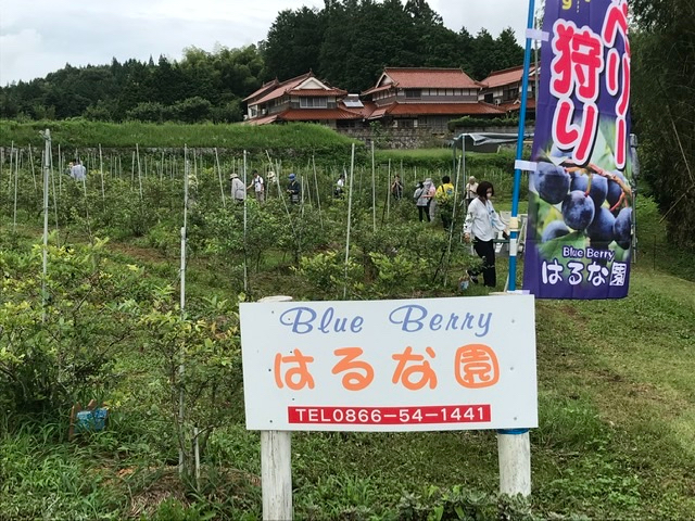 1号園から4号園まであり、ここは2号園でラビットアイ系中心に300本ほどあります_BlueBerryはるな園