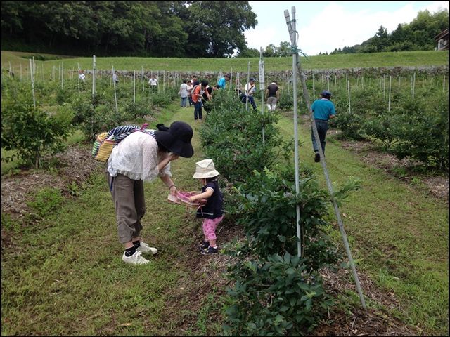 防鳥ネットなしで開放的な露地栽培の畑で大勢のお客様でにぎわっています。_BlueBerryはるな園