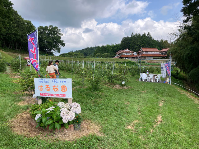 はるな園と、休憩所_BlueBerryはるな園