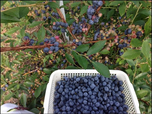 ラビットアイ系のキャラウエイという品種で、甘くて酸味が少なく美味しいです。_BlueBerryはるな園